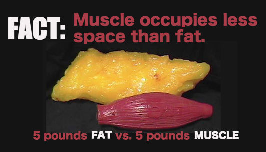 Does Muscle Weigh More than&nbsp;Fat?